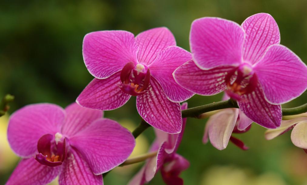 怎么选蝴蝶兰花梗,蝴蝶兰花如何挑选