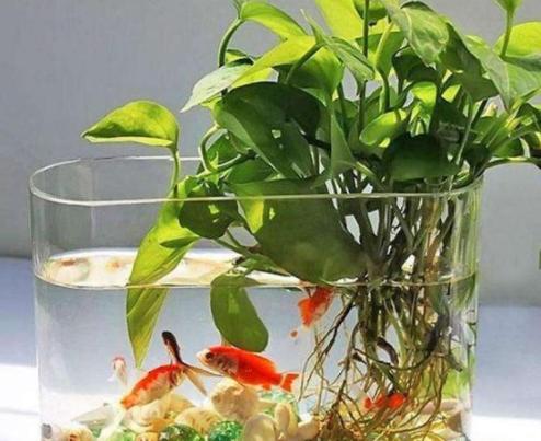 水池下面可以养绿萝吗,飘窗鱼缸里养绿萝