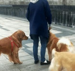 金毛比较温顺,金毛温顺嘛