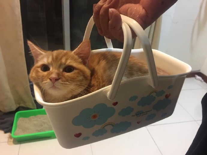 带你了解你家猫主子,猫咪的迷惑行为你家主子中招了吗