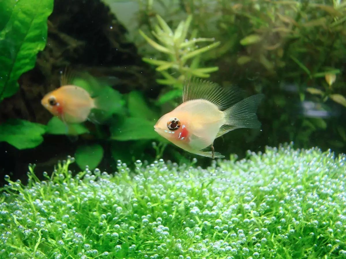 金波子好不好卖,金波子和什么鱼一起养