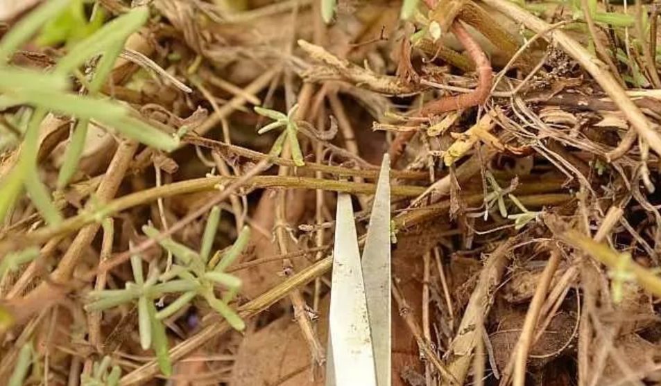 薰衣草扦插苗和原生苗哪个好,薰衣草扦插繁殖详细教程图解