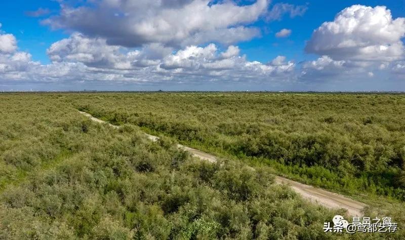 「摄影」昌北有片柽柳林——徐振宁、李发宁作品