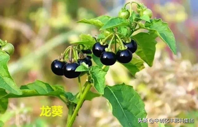 地里的野菜不认识拍照片怎么查,农田常见100种杂草图谱名称及作用