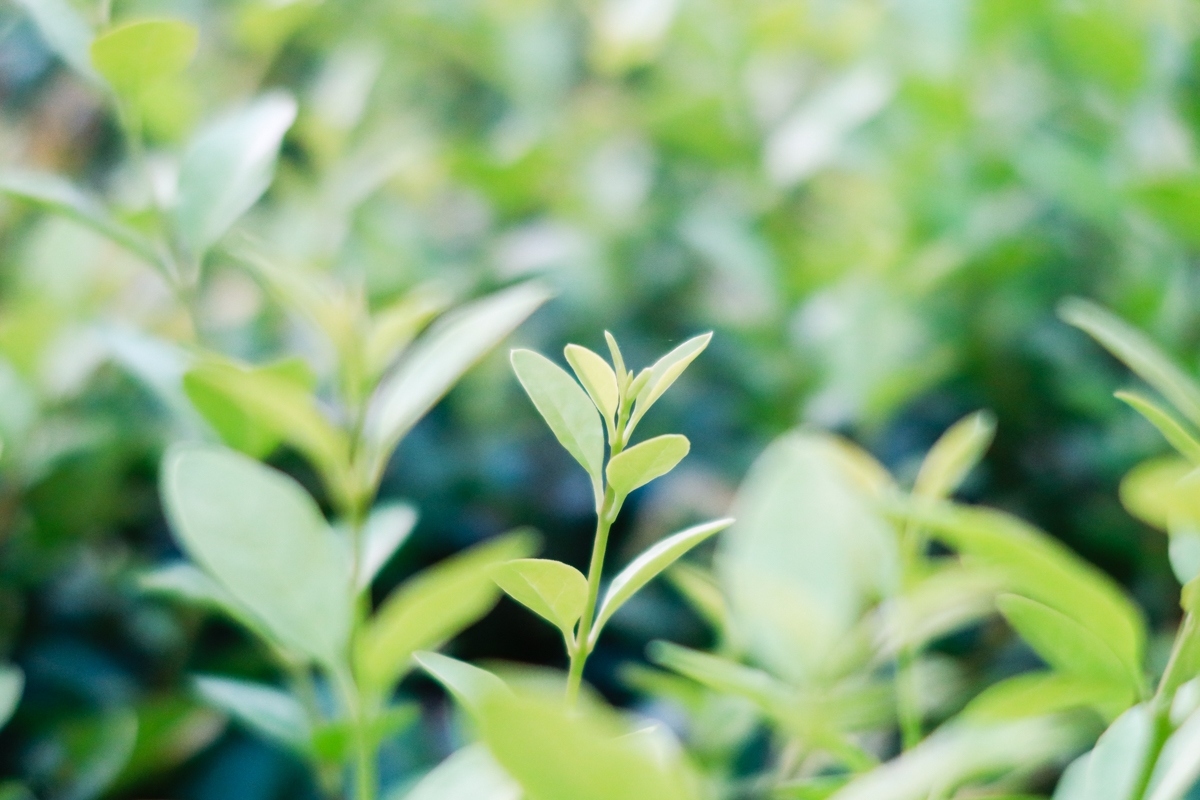 网红相机佳能g7xmark3,g7xmarkiii