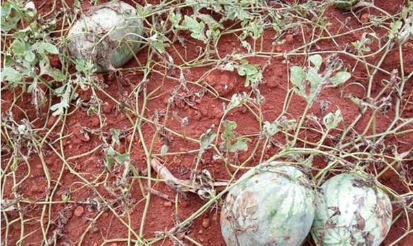 持续降雨对蔬菜的影响,多雨对西瓜影响