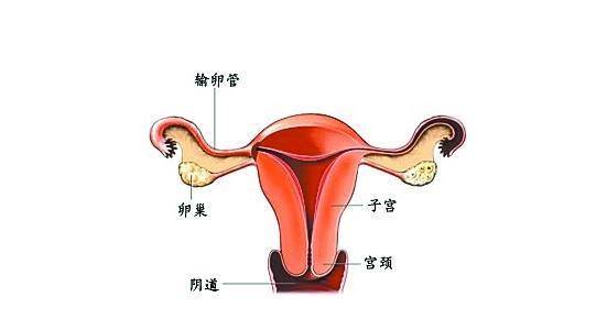 月经前白带增多是正常吗,月经期前白带增多正常吗