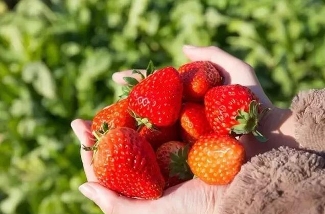 重庆各区县的特色美食,重庆美食最多的区县