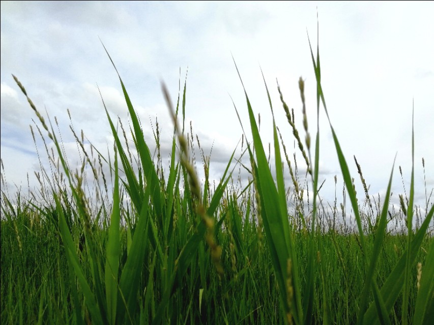 内蒙古通辽市扎鲁特旗大草原,通辽市阿古拉湿地公园