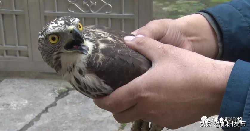 松雀鹰受伤,松雀鹰真实图文