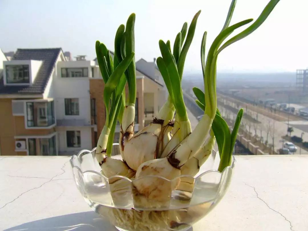 水仙花后期怎么管理,水仙花复花小技巧