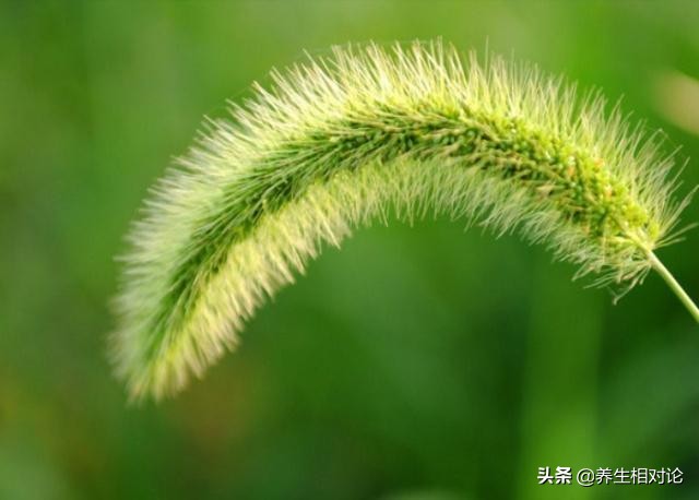 滑膜炎敷什么立马见效,滑膜炎最有效的偏方大全