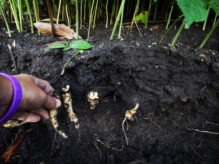 同仁堂的人参质量怎么样，国内哪个牌子的人参信得过？