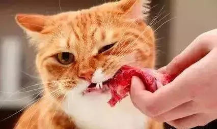 猫咪定期驱虫还会有寄生虫吗,猫咪身上寄生虫用什么药