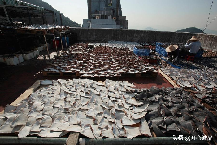 极限工作之捕鲨：年捕杀2亿条！虽说给了份子钱，鱼翅能不吃吗？