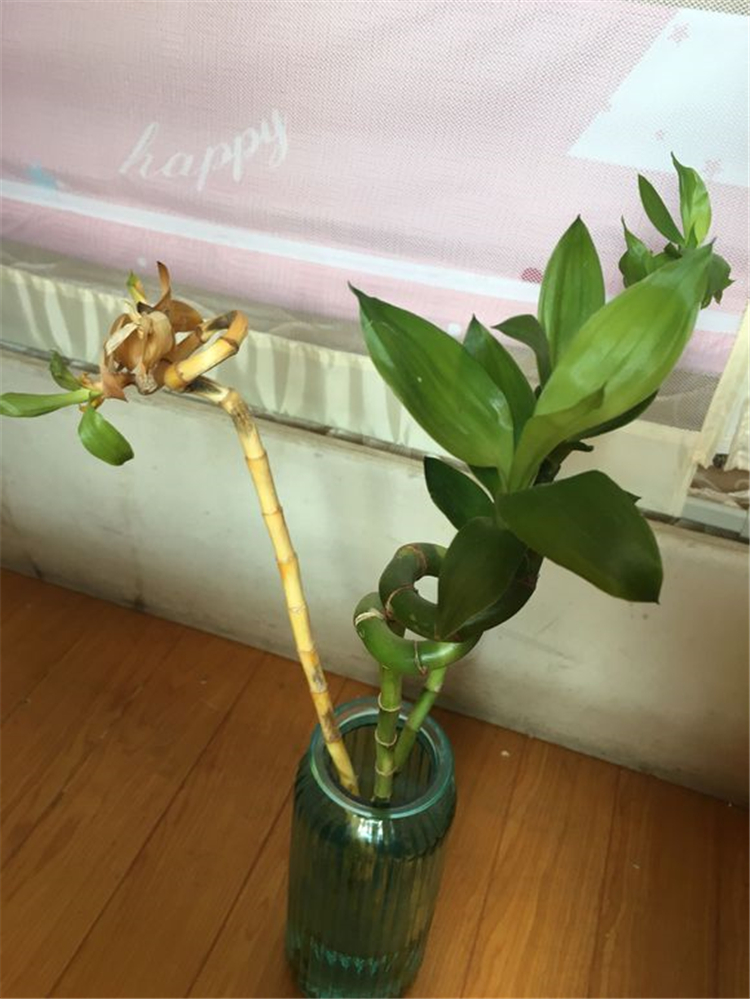 富贵竹为什么根部老是腐烂,富贵竹根部腐烂怎么解决