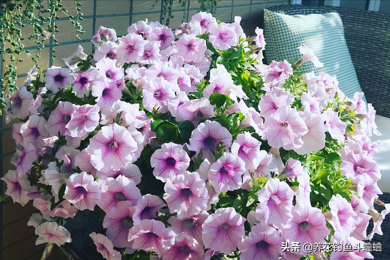 盆栽植物怎么浇水才好,室内盆栽植物浇水指南