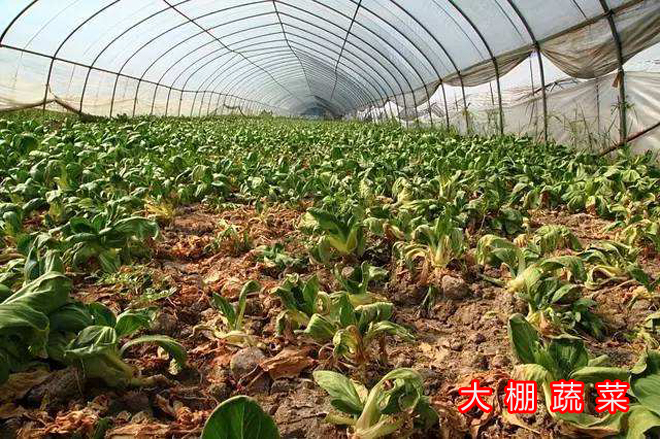 近期低温给农业带来的影响,农业如何应对气温低温