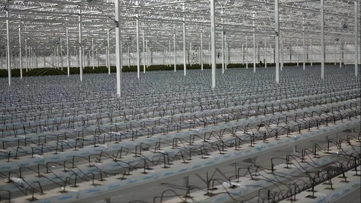 智能化玫瑰种植大棚,3000亩超大阳光玫瑰种植基地