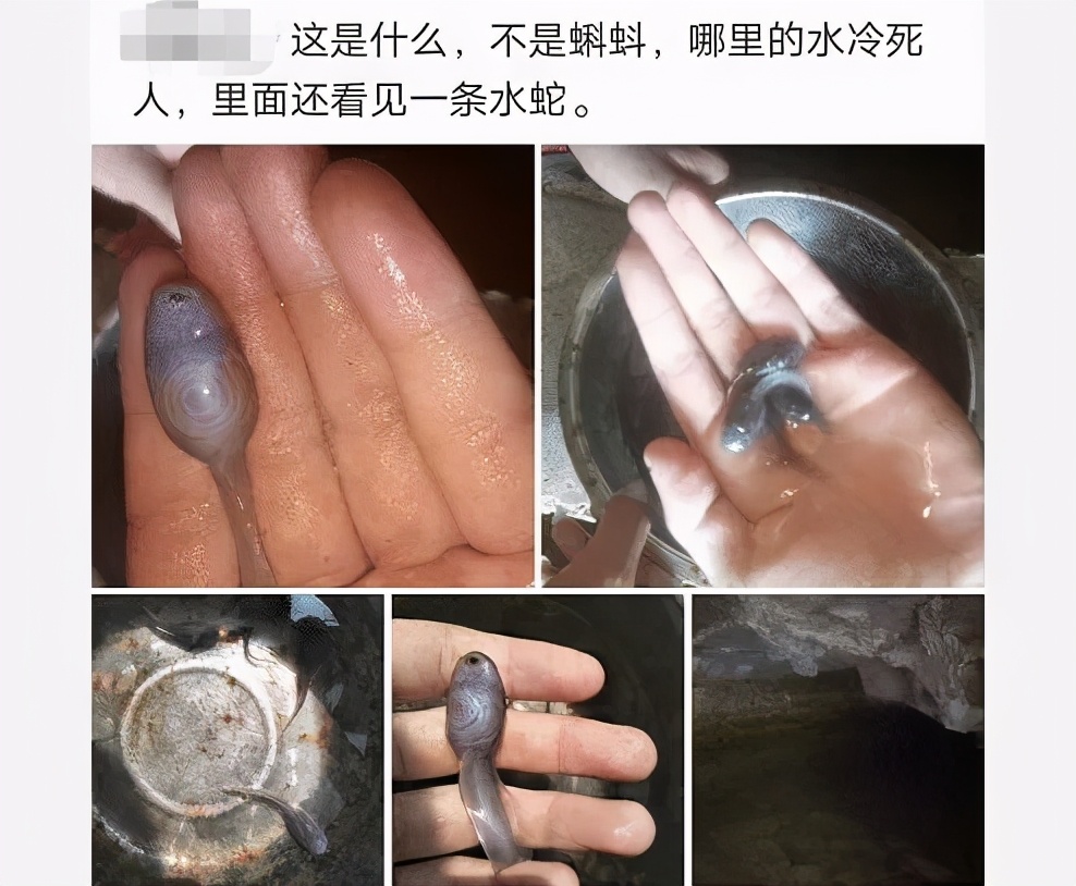 游泳从水里捞的东西,游泳有水蛇吗