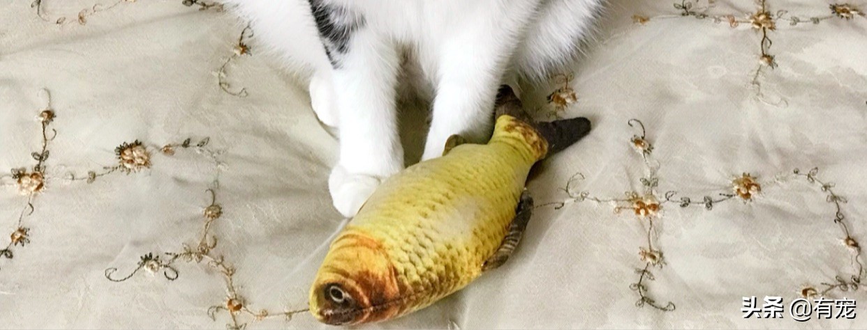 猫咪吃鱼怎么弄,猫咪吃鱼攻略
