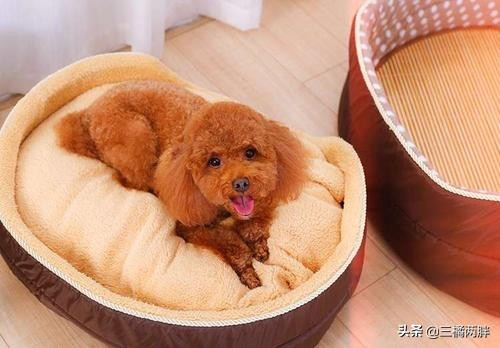 泰迪挑食30天纠正法,养泰迪经验自我介绍