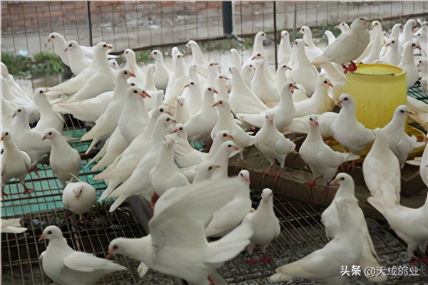 肉鸽机械化养殖示范推广研究,肉鸽养殖新型设备