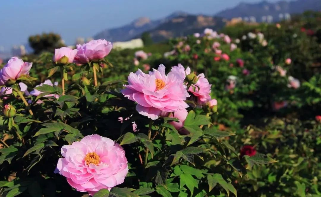 华酝牡丹园紫藤花,华酝牡丹园格桑花
