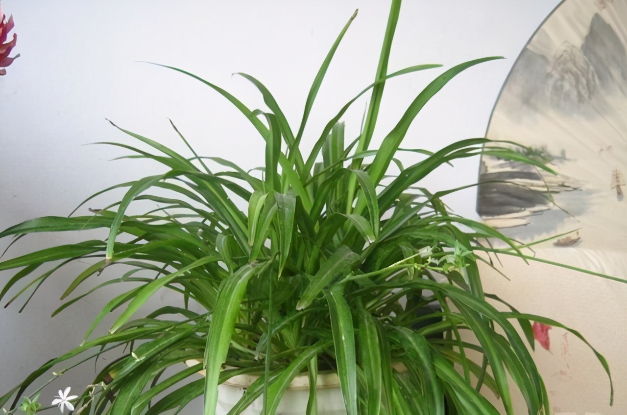 衣柜里甲醛怎么快速去除,甲醛最有效的去除方法