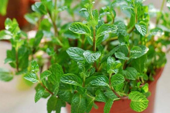 飞燕草黑斑怎么办,飞燕草叶片发黄焦边