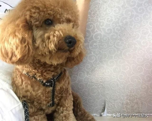 为什么泰迪狗容易丢,泰迪狗狗为什么要断尾呢