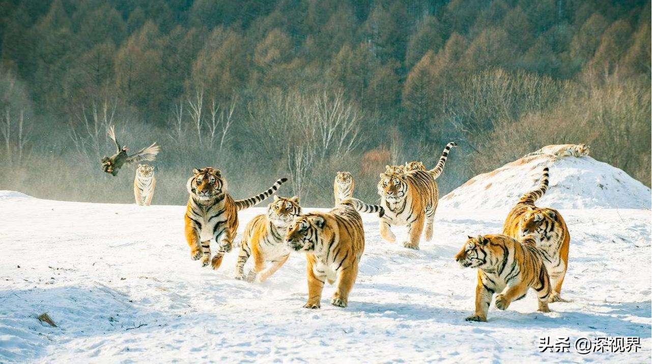 老虎狮子为什么老虎是森林之王,到底是狮子更厉害还是老虎更厉害