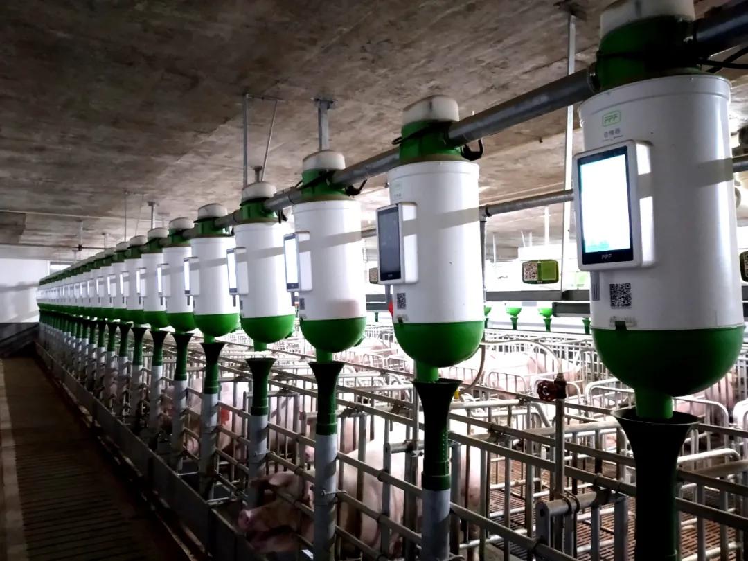 扬翔饲料排行榜,扬翔荣誉