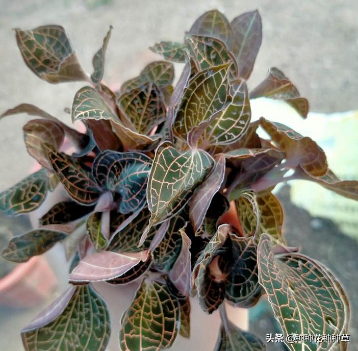 金线莲一棵怎么种,金线莲的种植一组种苗多少钱