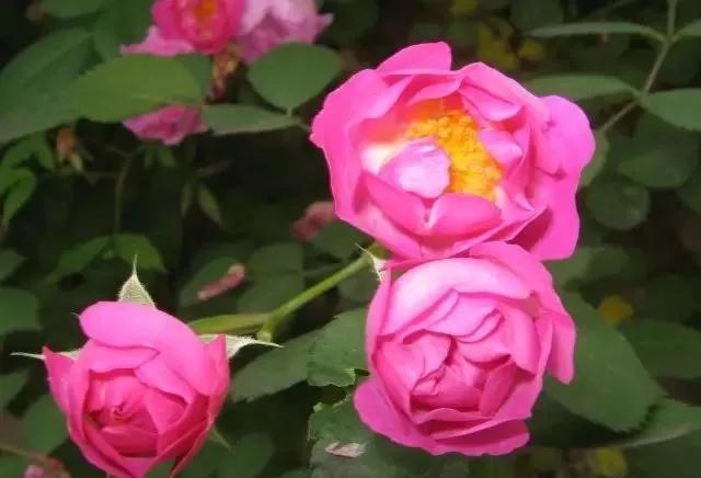 100种玫瑰花品种大全,玫瑰花有哪些品种大全