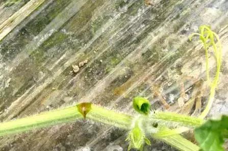 西瓜藤蔓卷曲是怎么回事,西瓜蔓开裂是什么原因