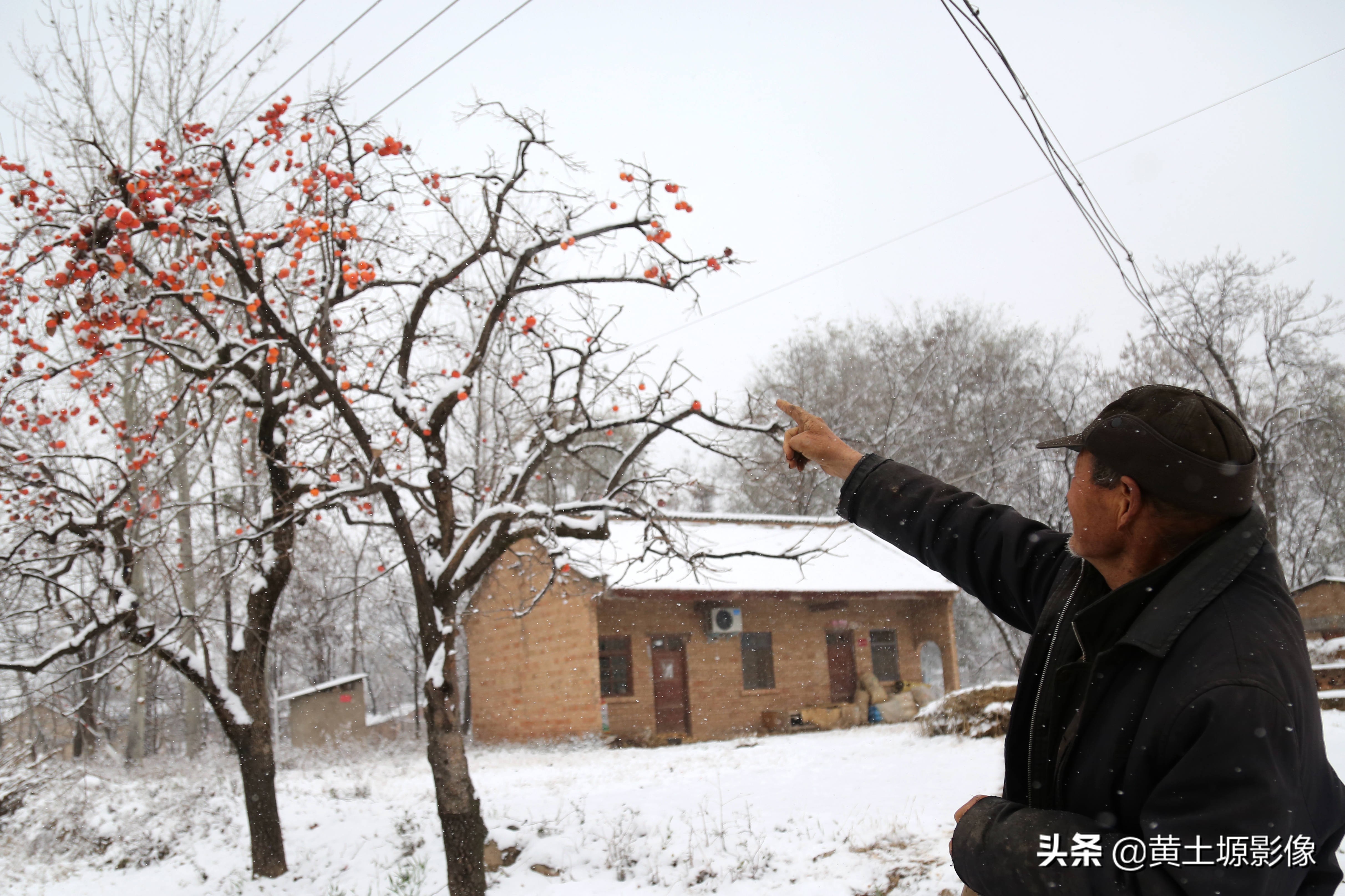 柿子树无人采摘,农村柿子下雪天也无人采摘