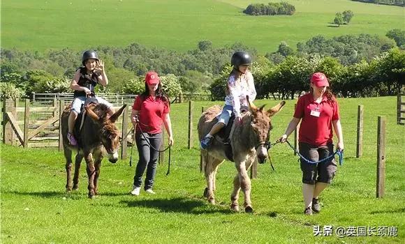 羊驼专治什么病,羊驼治愈厌食症