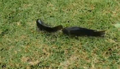 30个关于动物的冷知识,关于动物的冷知识50字