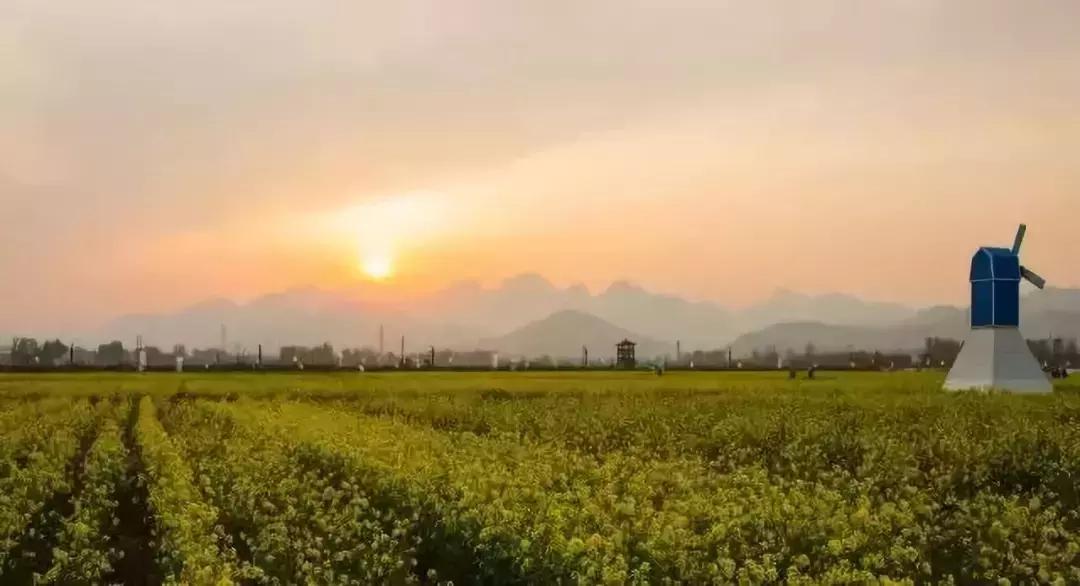 天津赏花好玩的公园,天津东丽湖哪里可以赏花