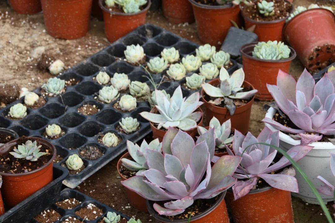 成都新都区军屯镇郭家村,成都新都军屯郭家村