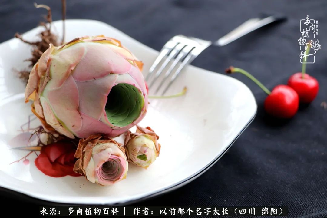 山地玫瑰夏天,夏季的山地玫瑰