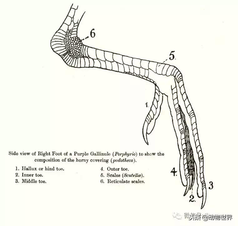 鸟类的产热结构,鸟类的结构特点有哪些