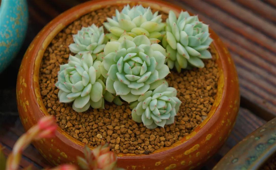 最值得买的多肉品种,包邮最漂亮多肉