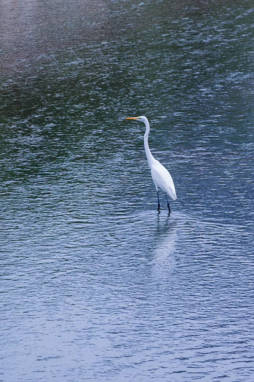 深圳好玩景点地铁路线,深圳好玩免费景点地铁直达的