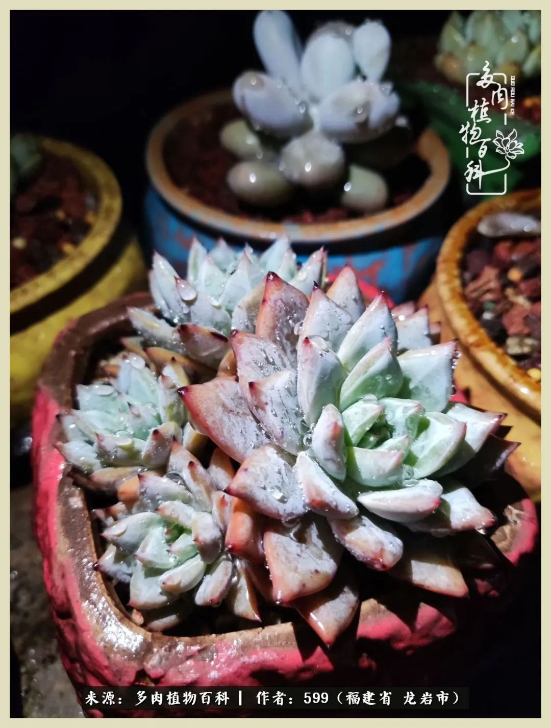 生活需要努力也需要花草,所有的热爱都需要不遗余力图片