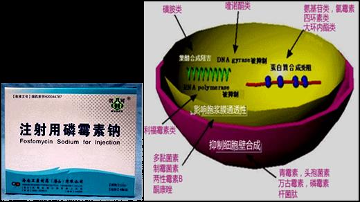 抗菌药物的抗菌机制,抗菌药物与抗炎药物