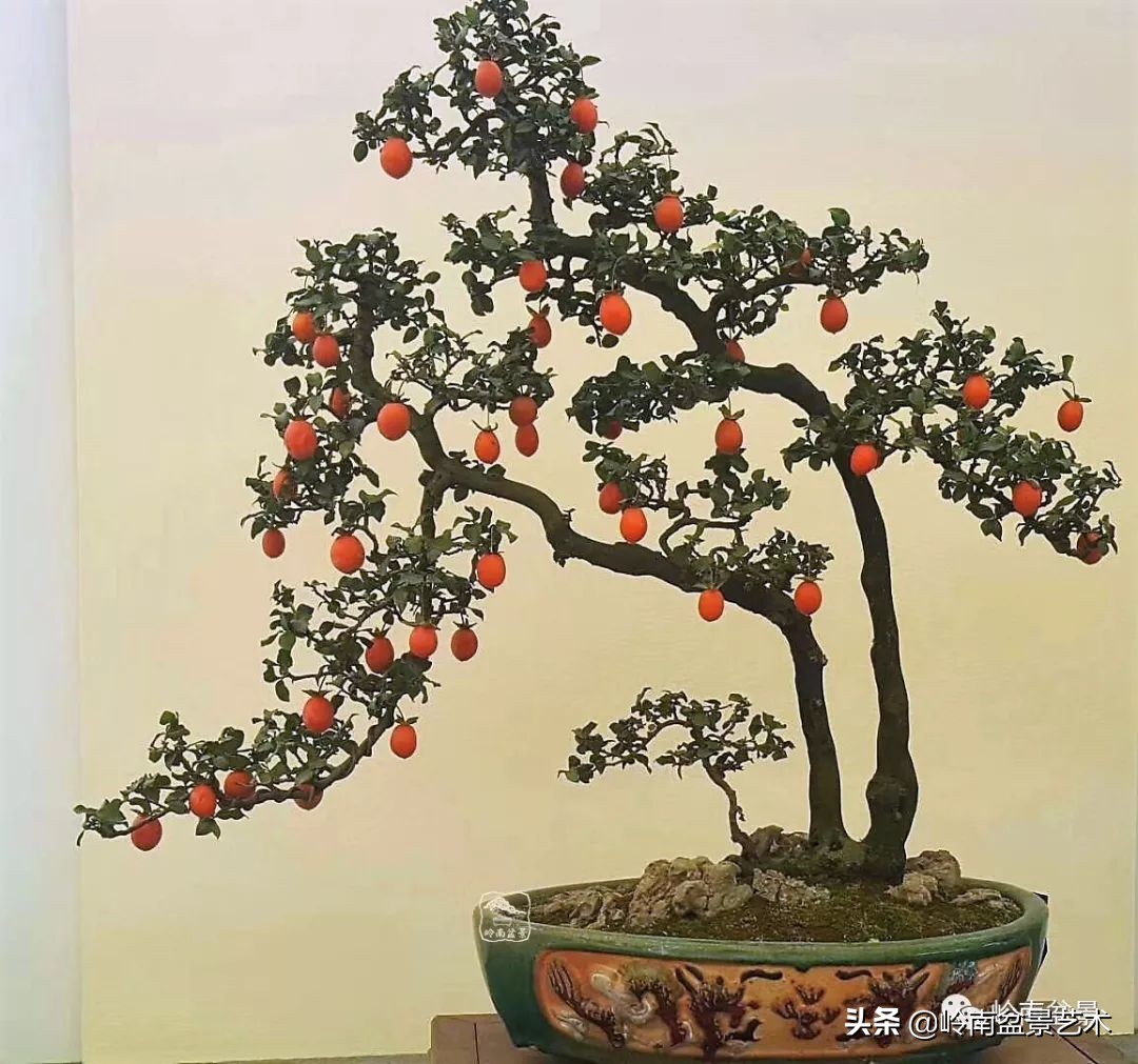 双干树,双干型果树