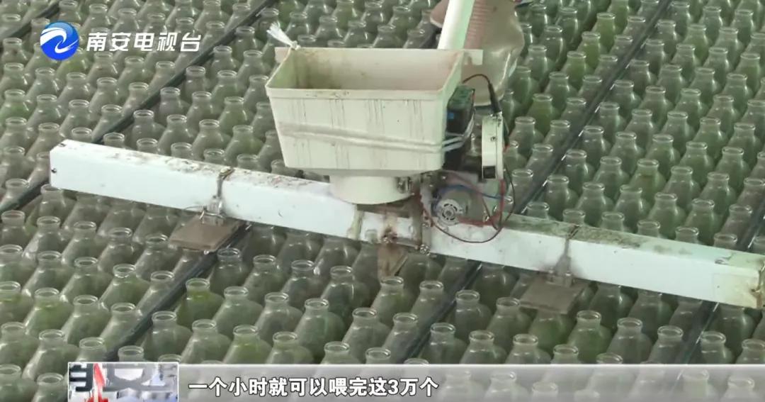 90后小伙的“斗鱼”梦:泰国斗鱼从南安“游”到全国各地!