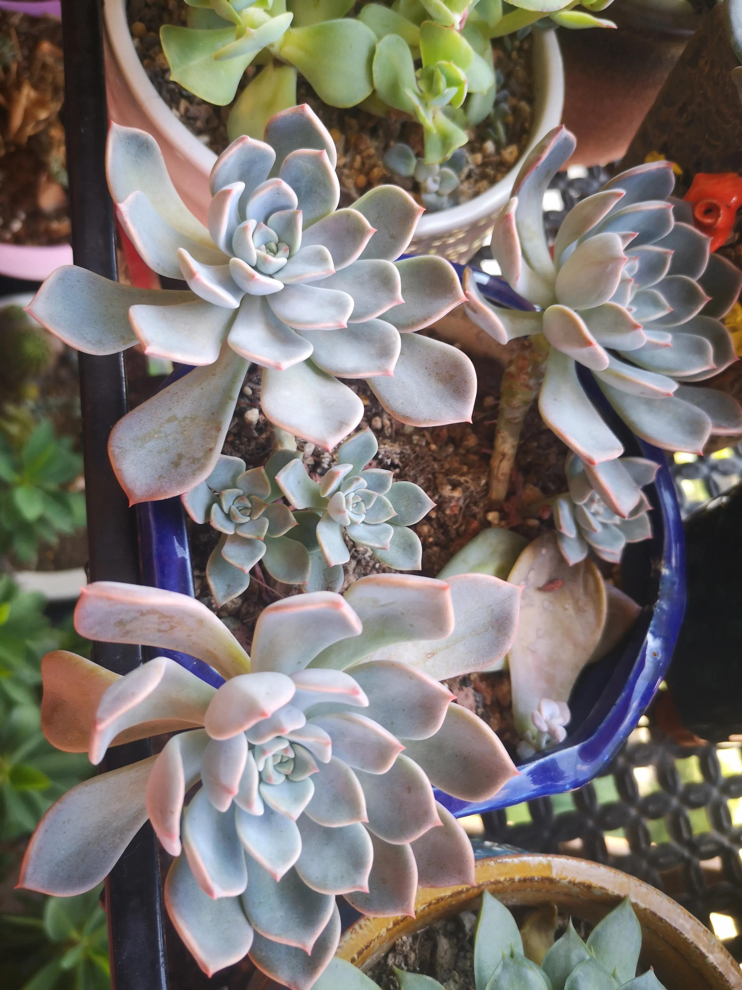 离家半个月叶插的多肉怎么办,离家一周的多肉